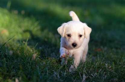 狗狗懷孕照護 狗狗懷孕照護