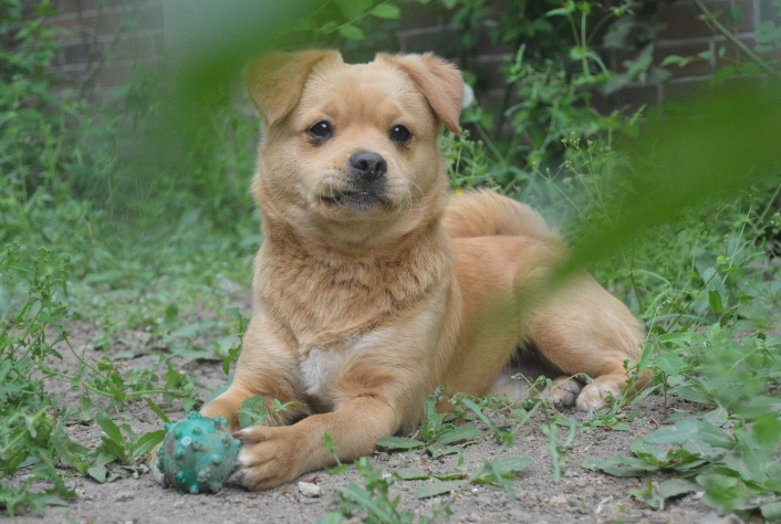 寵物口腔護理 寵物口腔護理