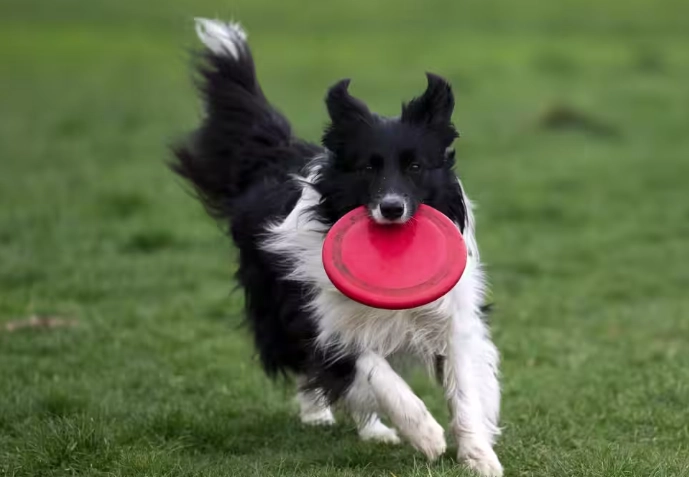 狗狗牙齦炎症狀