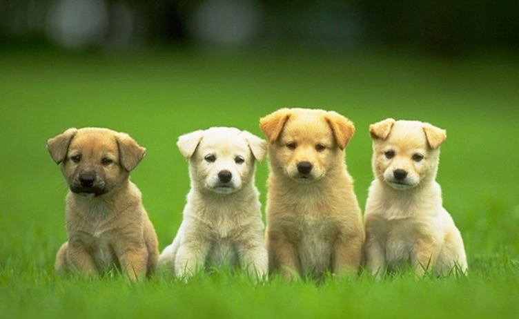 狗狗嘔吐黃色處理 狗狗嘔吐黃色處理