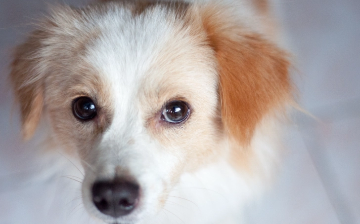 狗牙科手術注意事項 狗牙科手術注意事項