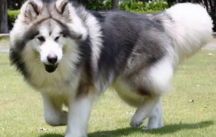 狗狗牙齒護理 狗狗牙齒護理