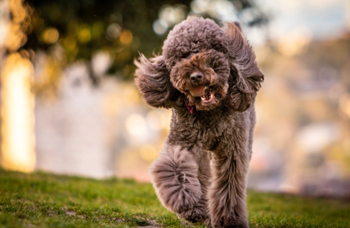 貴賓狗口腔護理