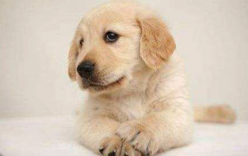 幼犬牙刷使用方法