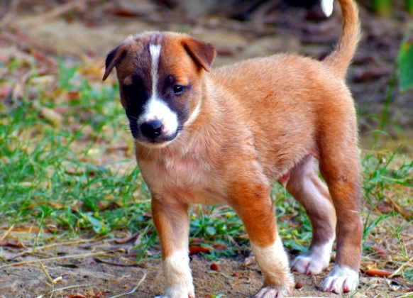 狗繞圈行為 狗繞圈行為