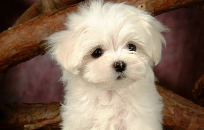 豬大骨餵狗風險