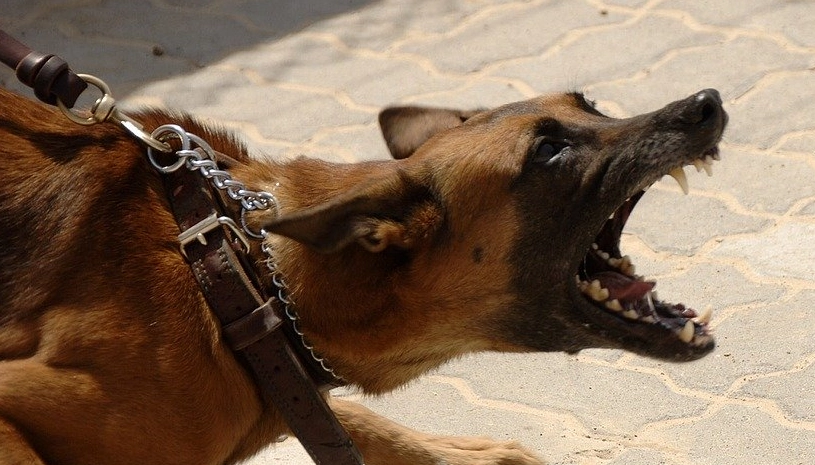 狗狗繁殖注意事項 狗狗繁殖注意事項