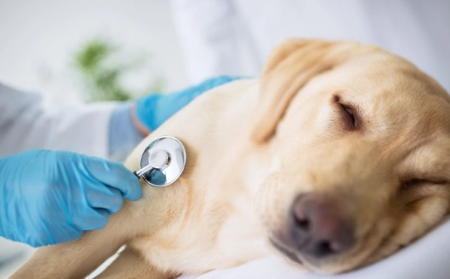 犬椎間盤疾病治療 犬椎間盤疾病治療