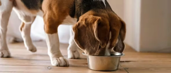 狗狗牙齒保健 狗狗牙齒保健