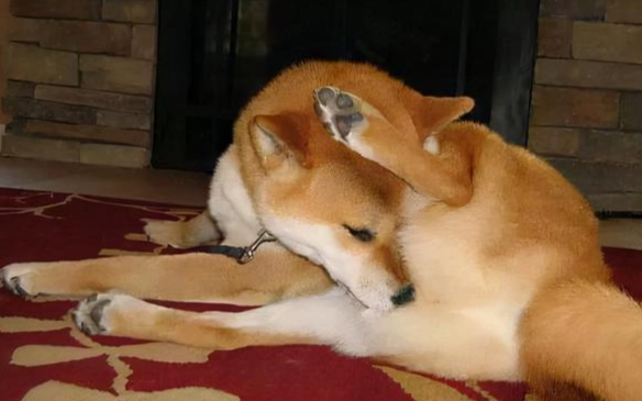 公狗發情行為管理 公狗發情行為管理