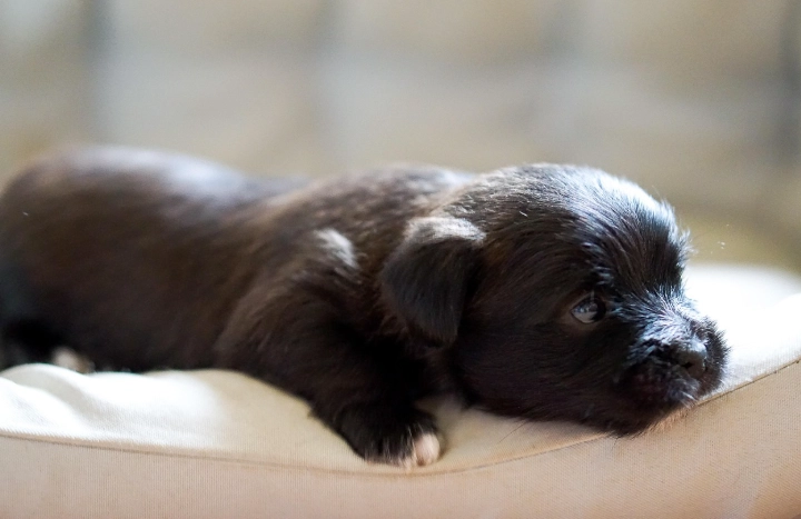 狗狗牙科手術 狗狗牙科手術