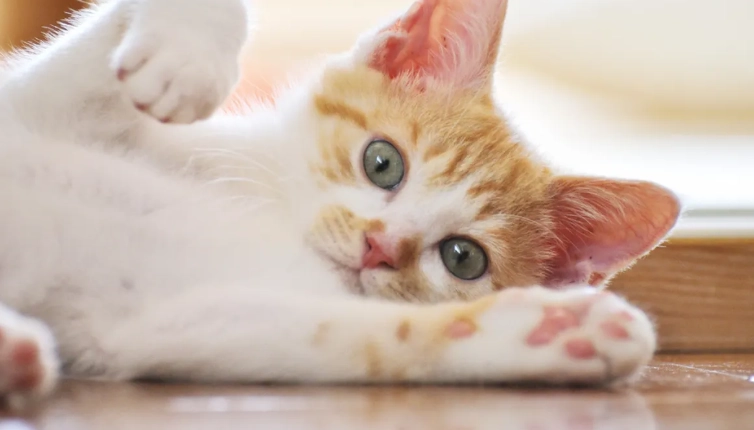 寵物牙科費用 寵物牙科費用