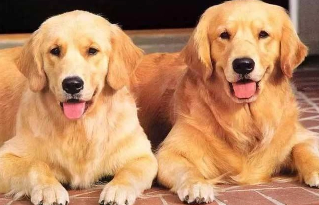 狗狗牙齒照顧 狗狗牙齒照顧