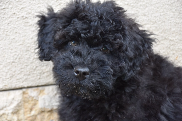 狗狗牙刷選擇 狗狗牙刷選擇