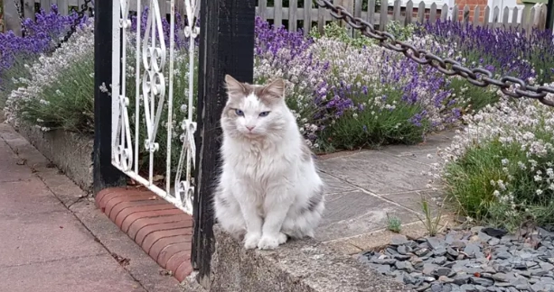 貓咪牙齒治療成本