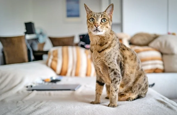 貓咪皮膚黑黑的原因