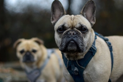 狗狗受孕時間 狗狗受孕時間