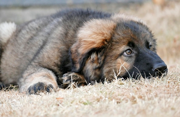 寵物牙科後遺症