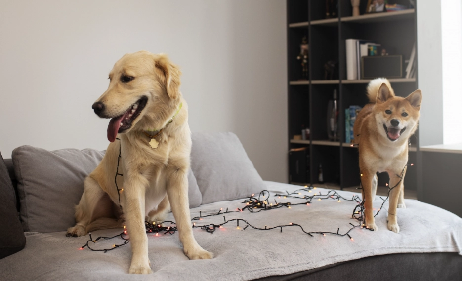 狗飲食禁忌 狗飲食禁忌