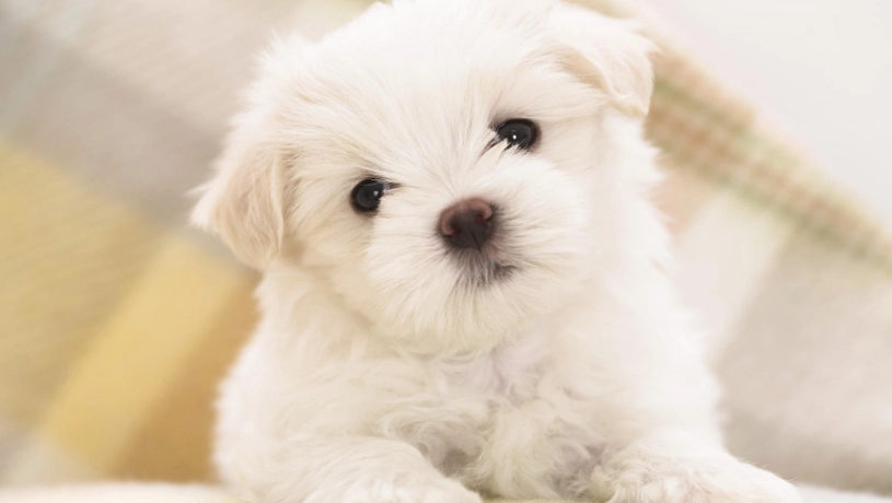 狗狗胃出血症狀 狗狗胃出血症狀