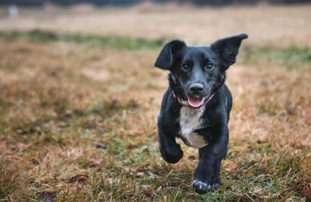 狗認知功能障礙 狗認知功能障礙