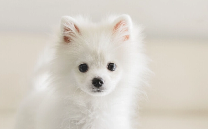 狗狗口腔護理方法