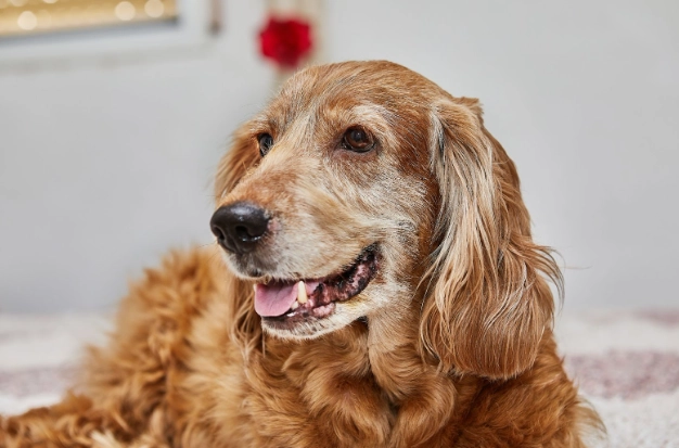 狗牙龈增生治療 狗牙龈增生治療