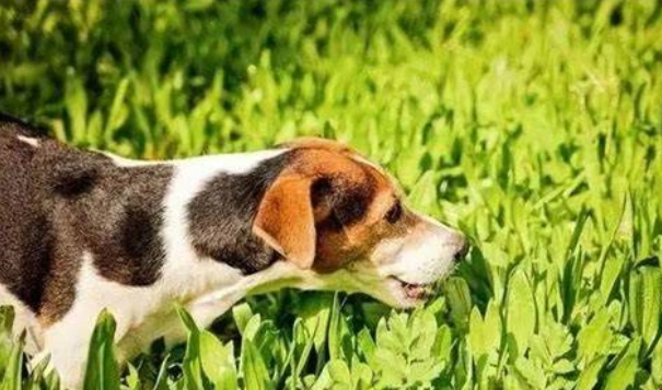 狗吃娃娃菜 狗吃娃娃菜