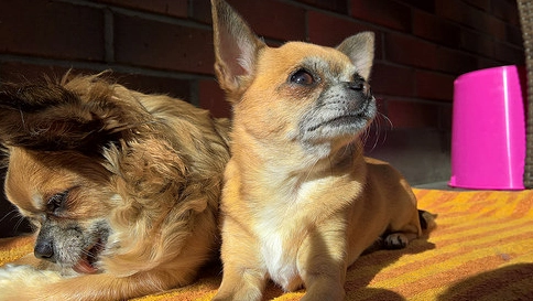 小型犬牙齒護理