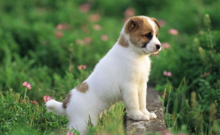 狗狗潔牙產品 狗狗潔牙產品