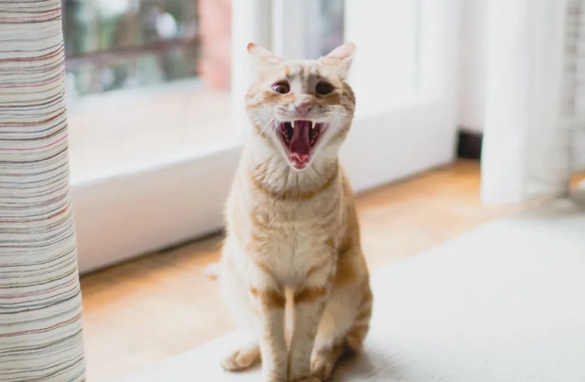 貓咪牙齒治療價格 貓咪牙齒治療價格