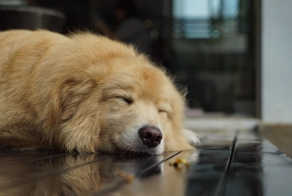 狗狗生理期顏色