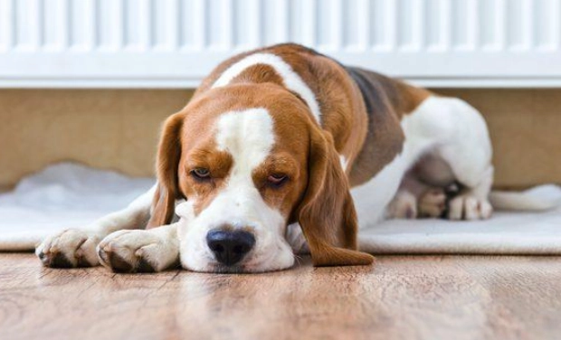 老狗口腔腫瘤治療 老狗口腔腫瘤治療