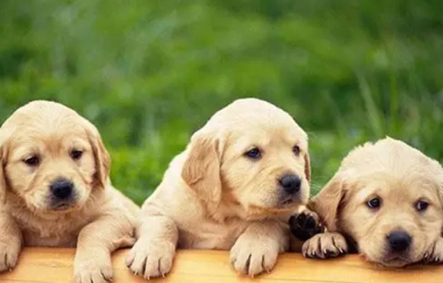 幼犬牙刷使用方法