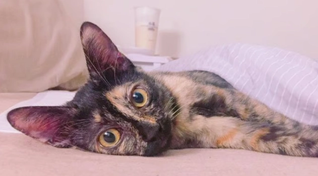 貓牙齒黑點原因