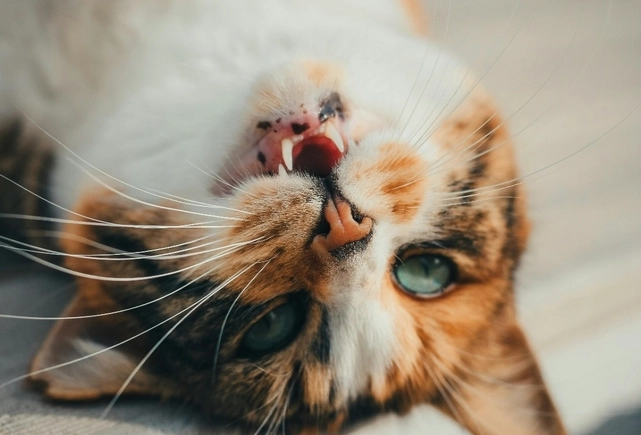 貓咪牙科手術 貓咪牙科手術