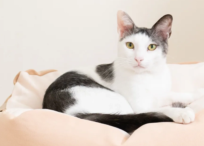 貓咪牙齒黑黑原因