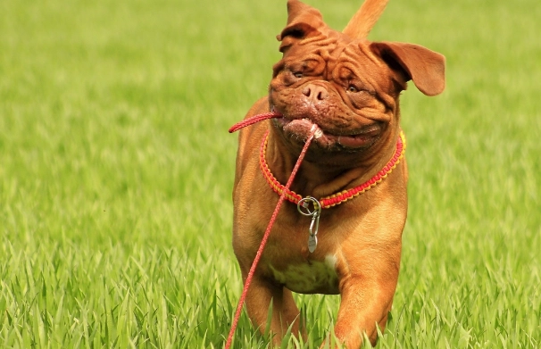 老年狗行為異常