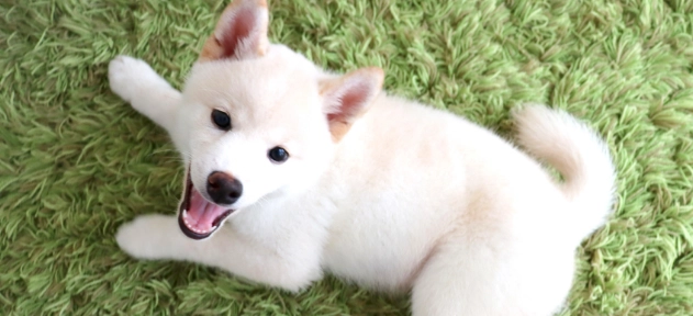 幼犬換牙問題 幼犬換牙問題