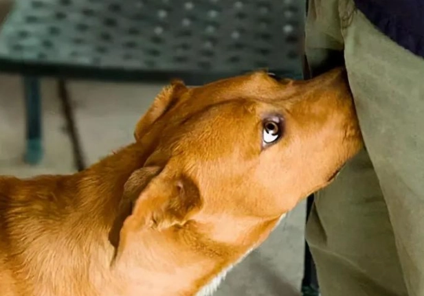 公狗絕育好處 公狗絕育好處