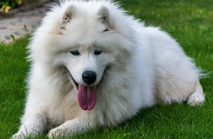 狗狗更年期照顧