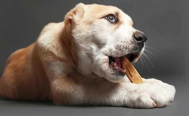 狗狗潔牙骨推薦 狗狗潔牙骨推薦