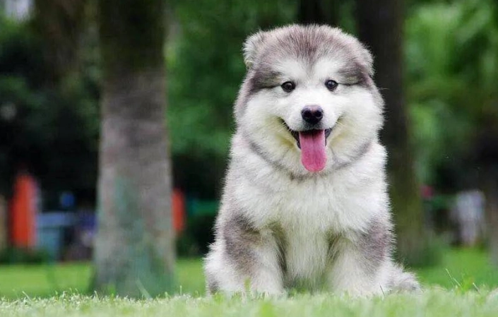 狗狗口腔清潔 狗狗口腔清潔