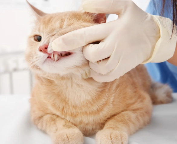 貓咪牙科手術費用