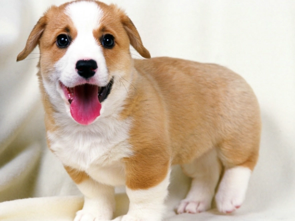 狗狗吃豬大骨安全嗎