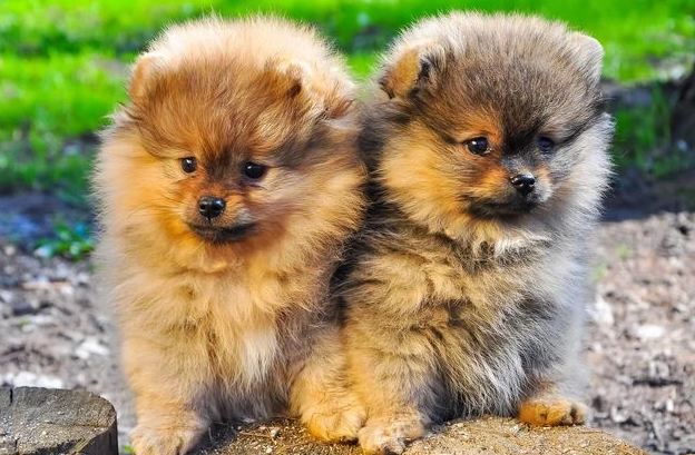 幼犬牙齒照顧 幼犬牙齒照顧