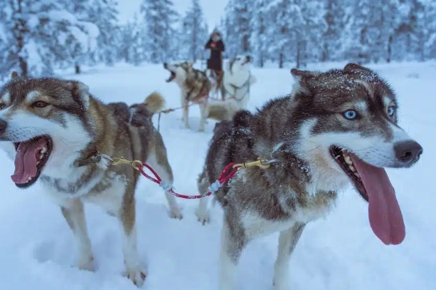 狗狗牙齒清潔方法