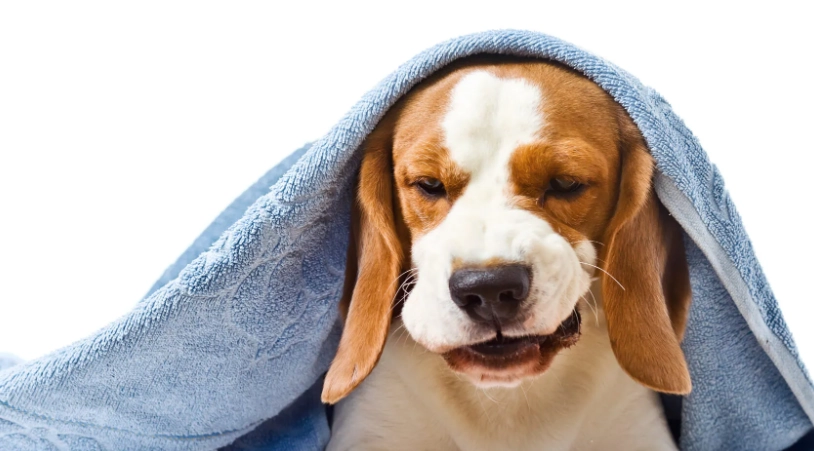 狗狗椎間盤手術復原