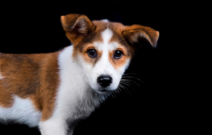 狗狗牙齒清潔 狗狗牙齒清潔