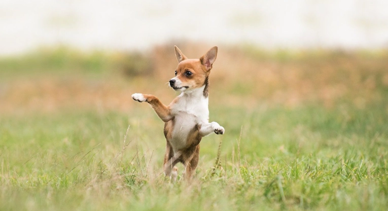 狗狗發情期飲食問題